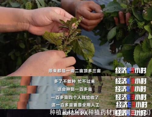 种植药材利润(种植药材亩利润三十万)
