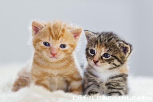 抗战小说排行榜(抗战小说排行榜完结)