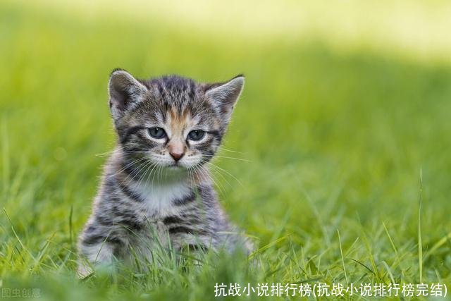 抗战小说排行榜(抗战小说排行榜完结)