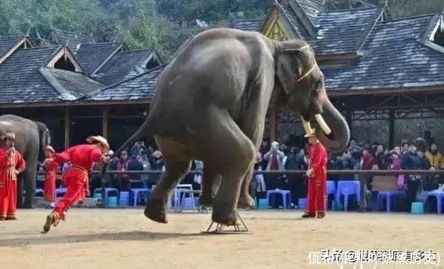 佤帮(佤邦吖妹黑历史)