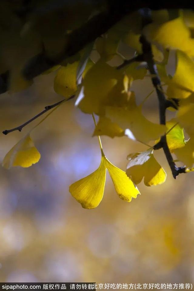 北京好吃的地方(北京好吃的地方推荐)