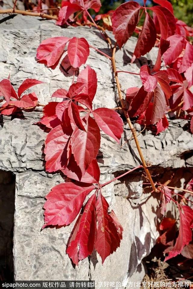 北京好吃的地方(北京好吃的地方推荐)