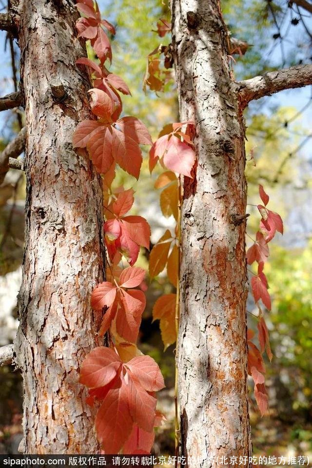 北京好吃的地方(北京好吃的地方推荐)