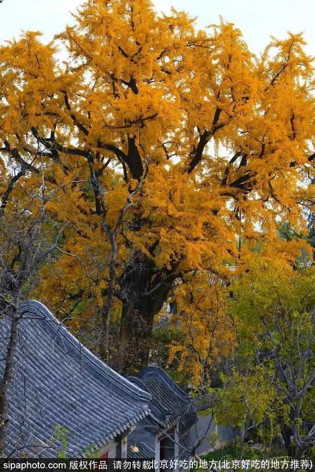 北京好吃的地方(北京好吃的地方推荐)