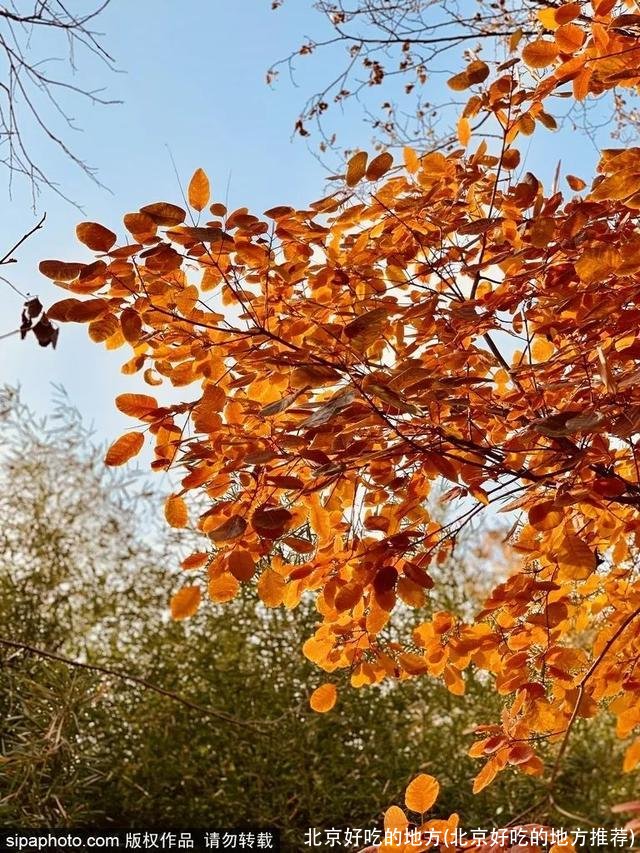 北京好吃的地方(北京好吃的地方推荐)