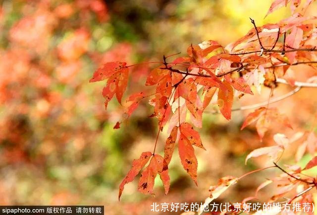 北京好吃的地方(北京好吃的地方推荐)