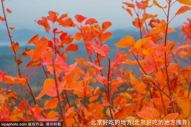 北京好吃的地方(北京好吃的地方推荐)