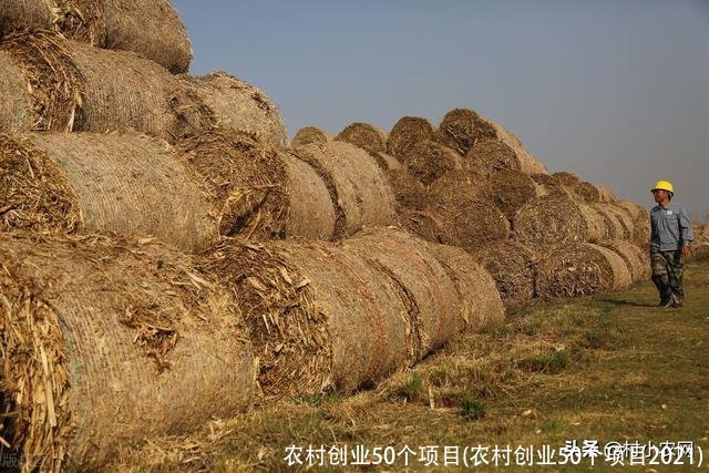 农村创业50个项目(农村创业50个项目2021)