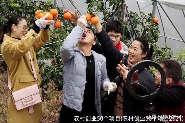 农村创业50个项目(农村创业50个项目2021)
