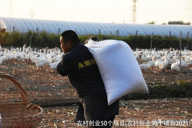 农村创业50个项目(农村创业50个项目2021)