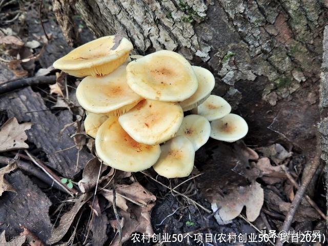 农村创业50个项目(农村创业50个项目2021)
