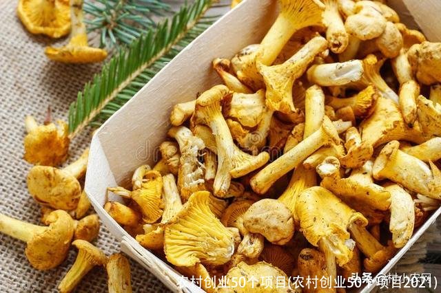 农村创业50个项目(农村创业50个项目2021)