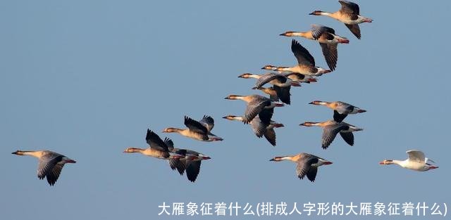 大雁象征着什么(排成人字形的大雁象征着什么)