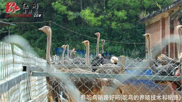 养鸵鸟销路好吗(鸵鸟的养殖技术和销路)