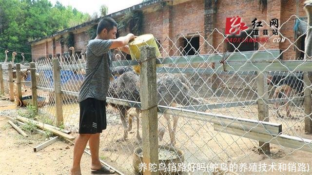 养鸵鸟销路好吗(鸵鸟的养殖技术和销路)
