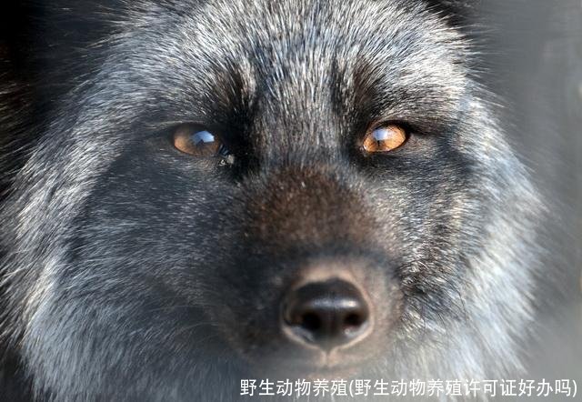 野生动物养殖(野生动物养殖许可证好办吗)