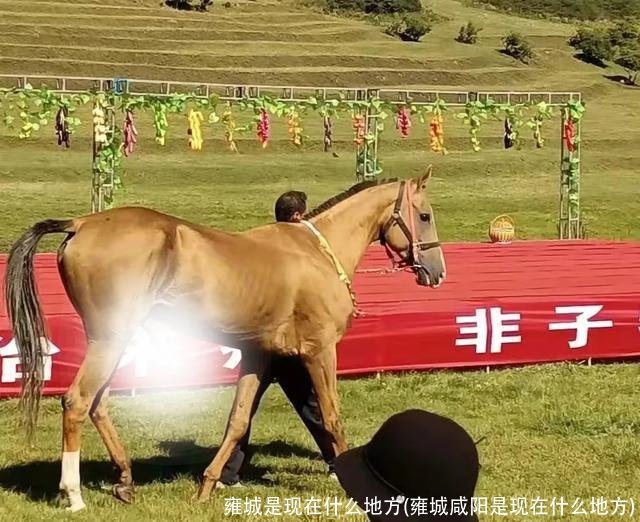 雍城是现在什么地方(雍城咸阳是现在什么地方)