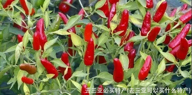 去三亚必买特产(去三亚可以买什么特产)