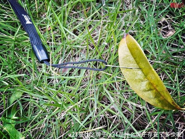 a21是什么牌子(a21是什么牌子存在了多少呢)