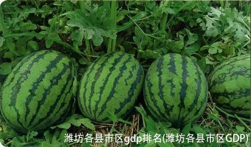 潍坊各县市区gdp排名(潍坊各县市区GDP)