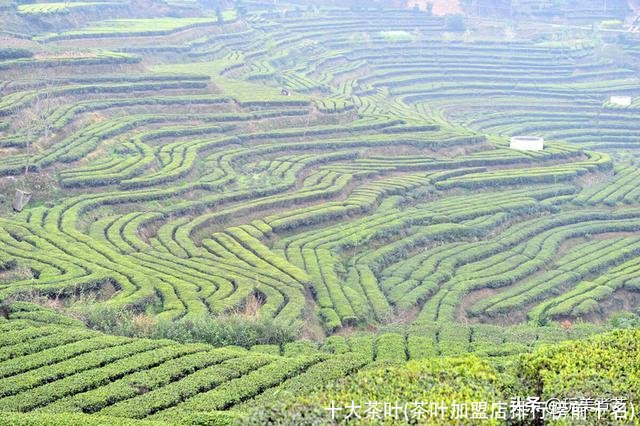 十大茶叶(茶叶加盟店排行榜前十名)