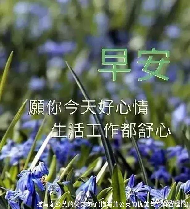 描写蒲公英的优美句子(描写蒲公英的优美句子有哲理的)