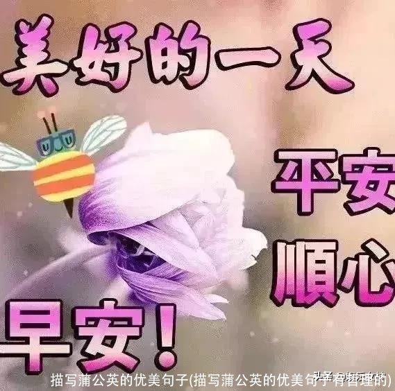 描写蒲公英的优美句子(描写蒲公英的优美句子有哲理的)