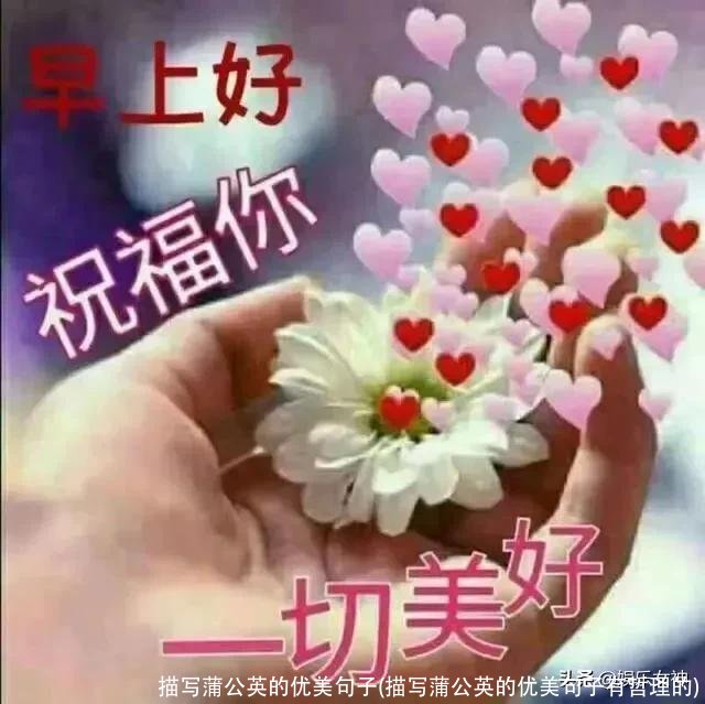 描写蒲公英的优美句子(描写蒲公英的优美句子有哲理的)