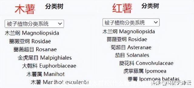 什么粉可以代替木薯粉(什么粉可以代替木薯粉做奶冻)