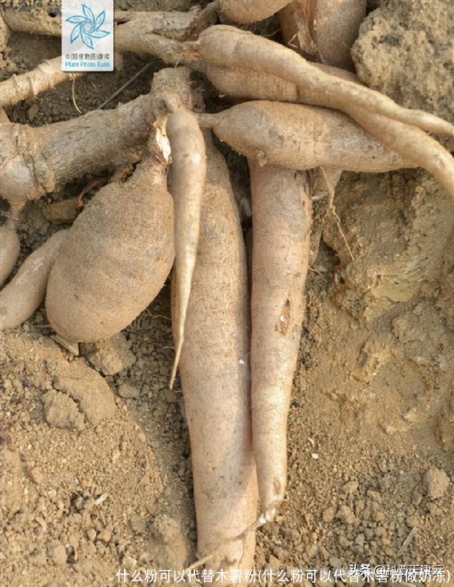 什么粉可以代替木薯粉(什么粉可以代替木薯粉做奶冻)