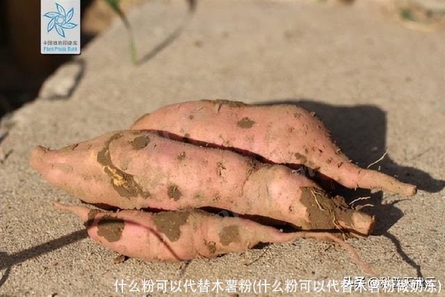 什么粉可以代替木薯粉(什么粉可以代替木薯粉做奶冻)