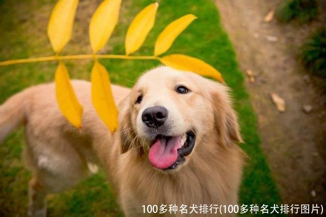 100多种名犬排行(100多种名犬排行图片)