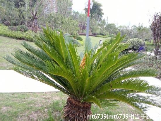 mt6739(mt6739相当于骁龙)