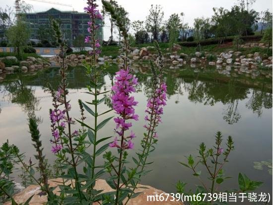 mt6739(mt6739相当于骁龙)