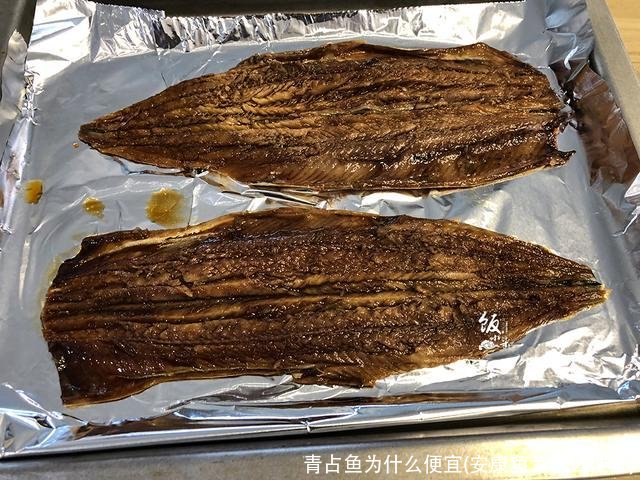 青占鱼为什么便宜(安康鱼为什么便宜)