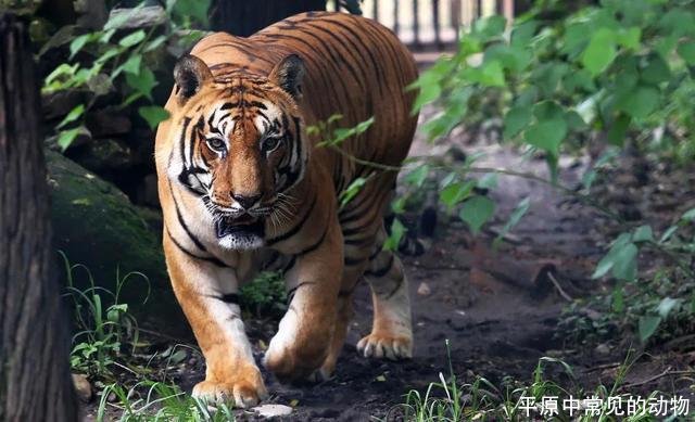 平原中常见的动物