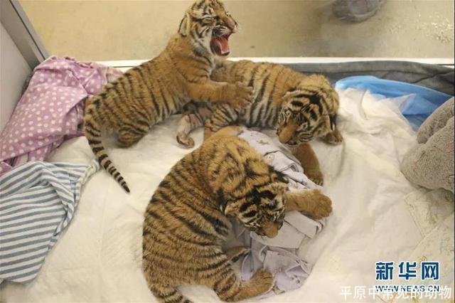 平原中常见的动物