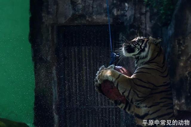 平原中常见的动物