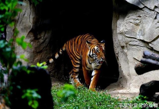 平原中常见的动物