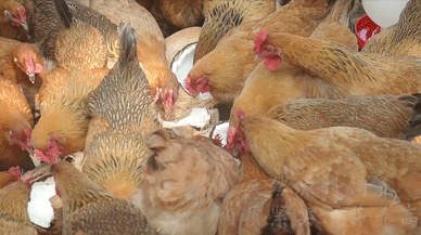 椰子里的白肉怎么吃(椰子里的白肉硬的能吃吗)