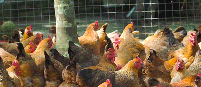 椰子里的白肉怎么吃(椰子里的白肉硬的能吃吗)