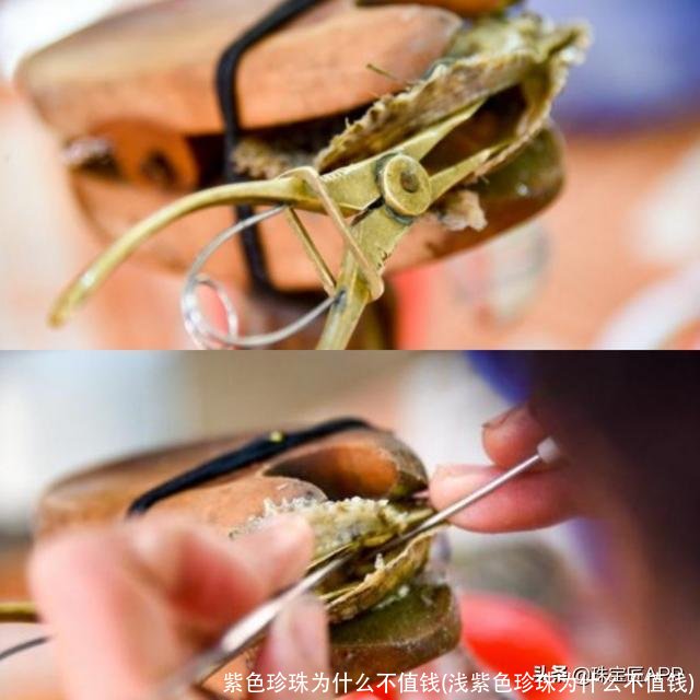 紫色珍珠为什么不值钱(浅紫色珍珠为什么不值钱)