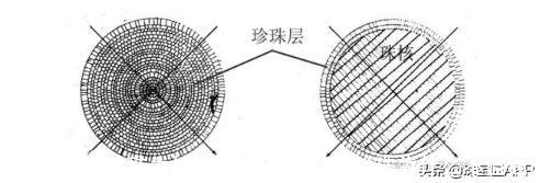 紫色珍珠为什么不值钱(浅紫色珍珠为什么不值钱)