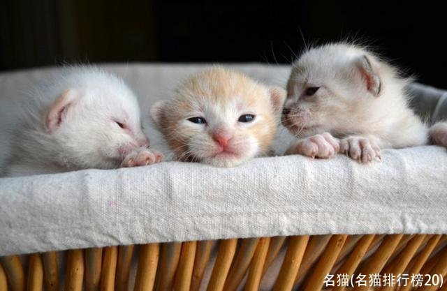 名猫(名猫排行榜20)
