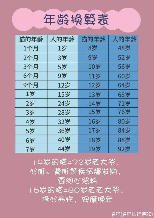 名猫(名猫排行榜20)