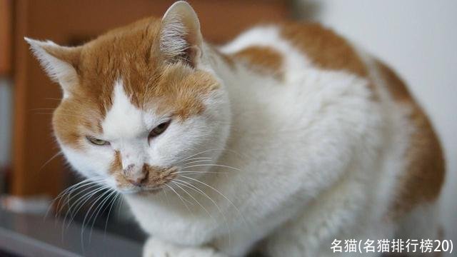 名猫(名猫排行榜20)