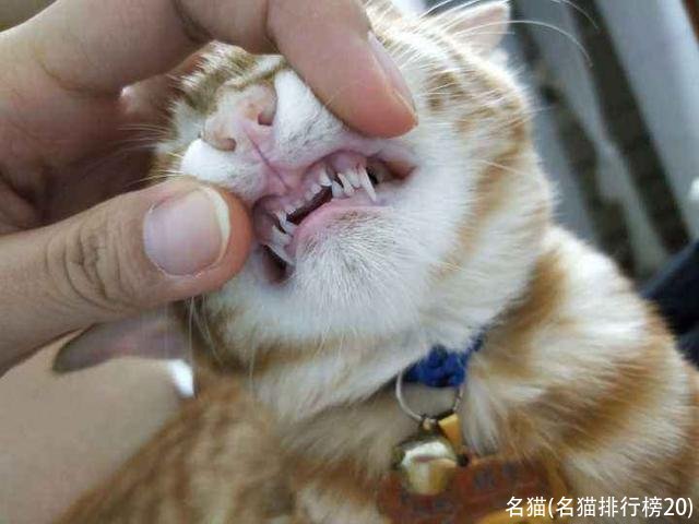 名猫(名猫排行榜20)