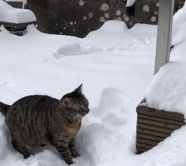 名猫(名猫排行榜20)