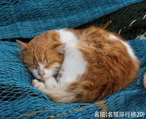 名猫(名猫排行榜20)