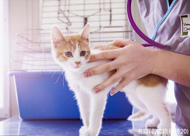 名猫(名猫排行榜20)